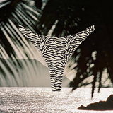 NO. 14 - ZEBRA